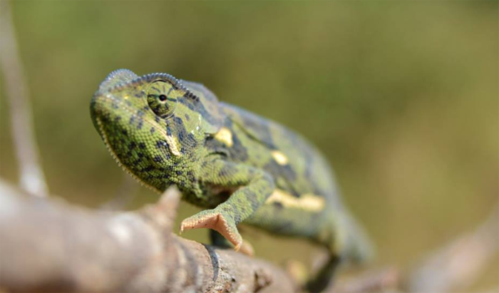 5 Fascinating Facts About the Flapneck Chameleon
