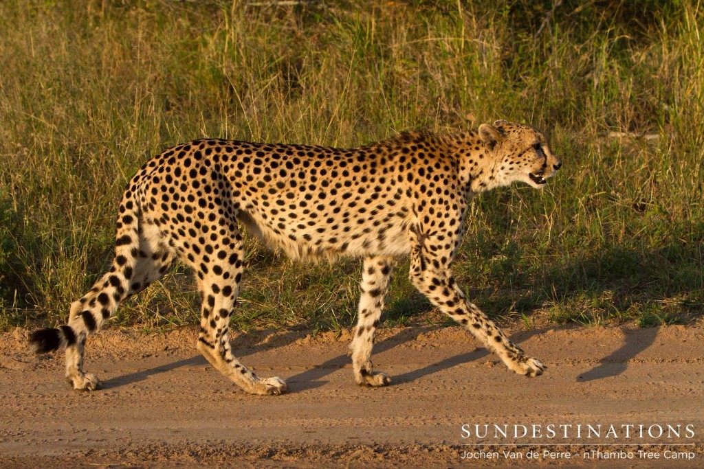 Female cheetah spotted on the nThambo and Africa on Foot Traverse