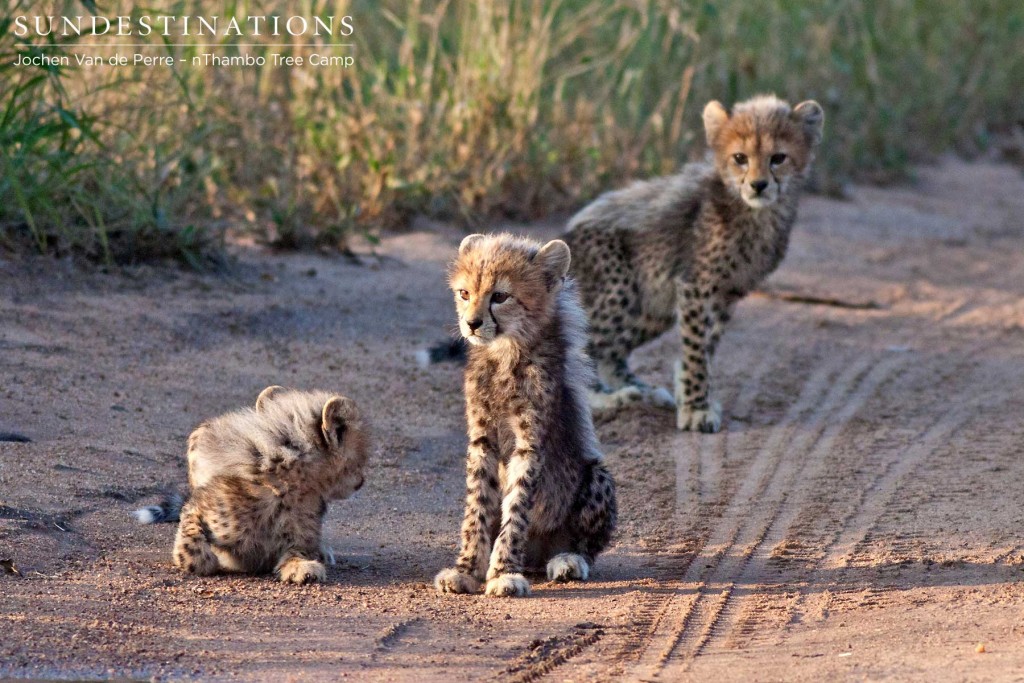 Majestic cheetah cubs born into the Klaserie Private Nature Reserve