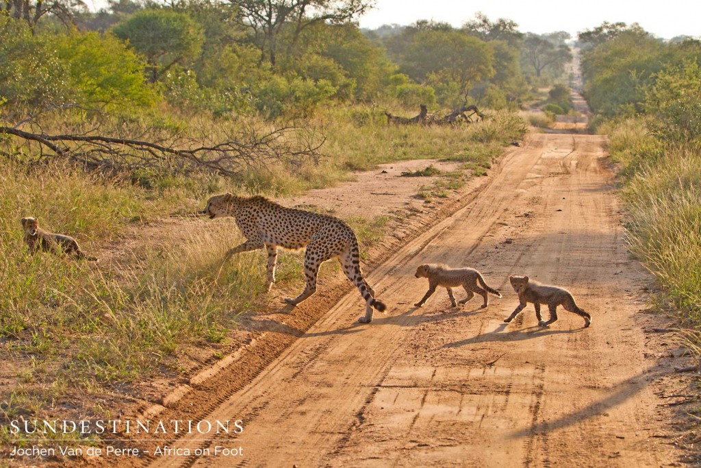 Female cheetah and 3 cubs in the midst of the Klaserie