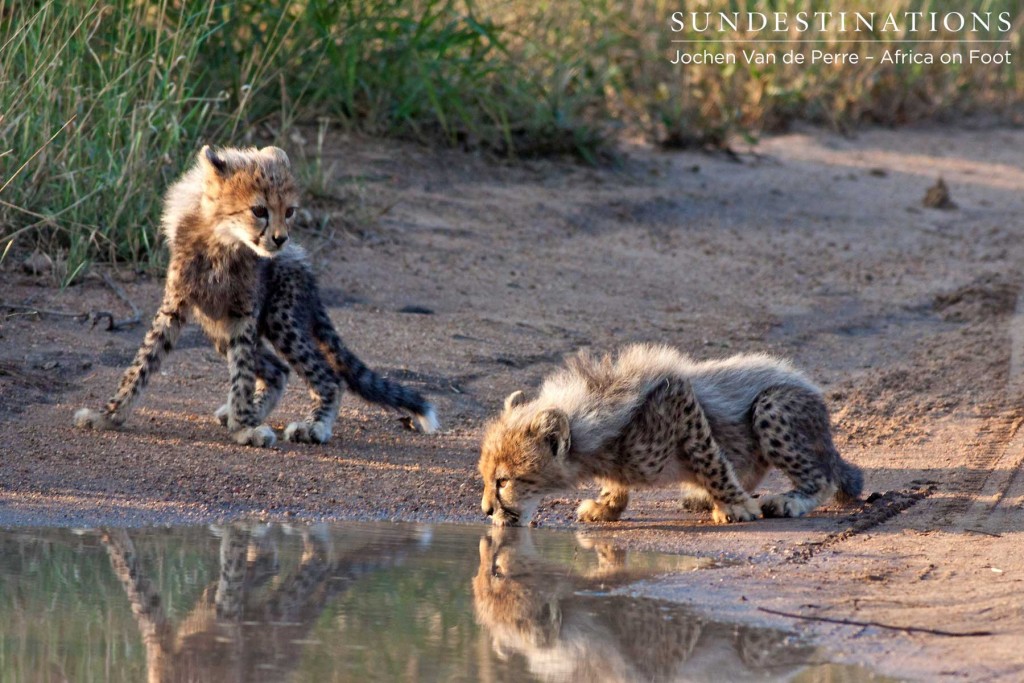 Right in the heart of the Klaserie Private Nature Reserve - cheetah cubs