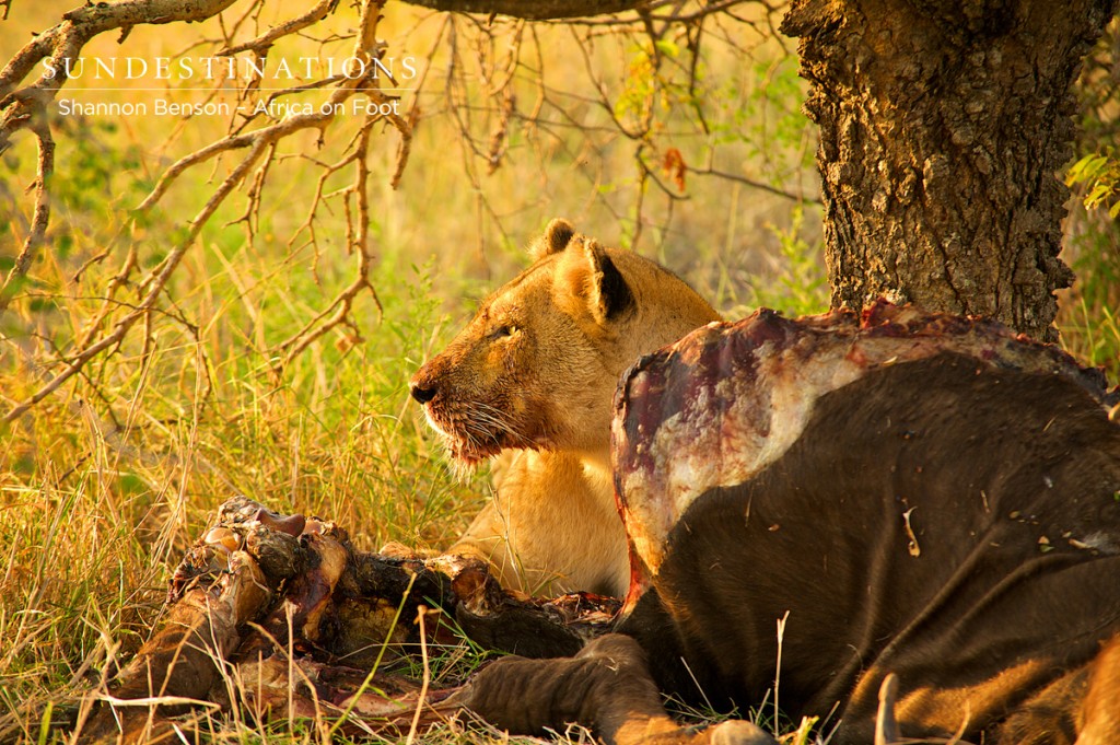 Ross pride lioness looks out for scavengers