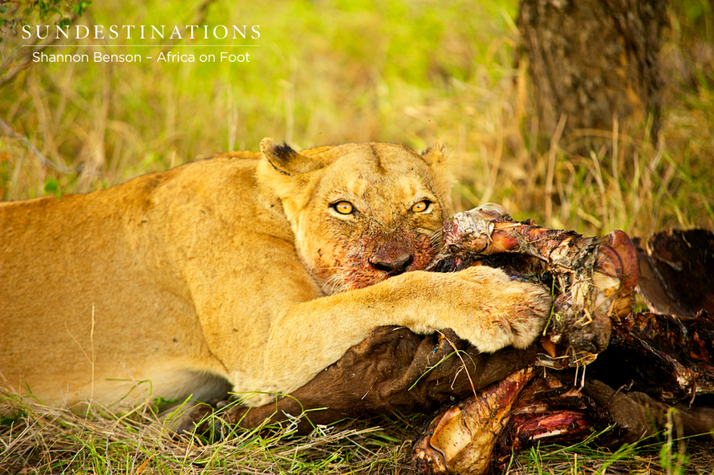 Ross lioness feasting on a buffalo kill