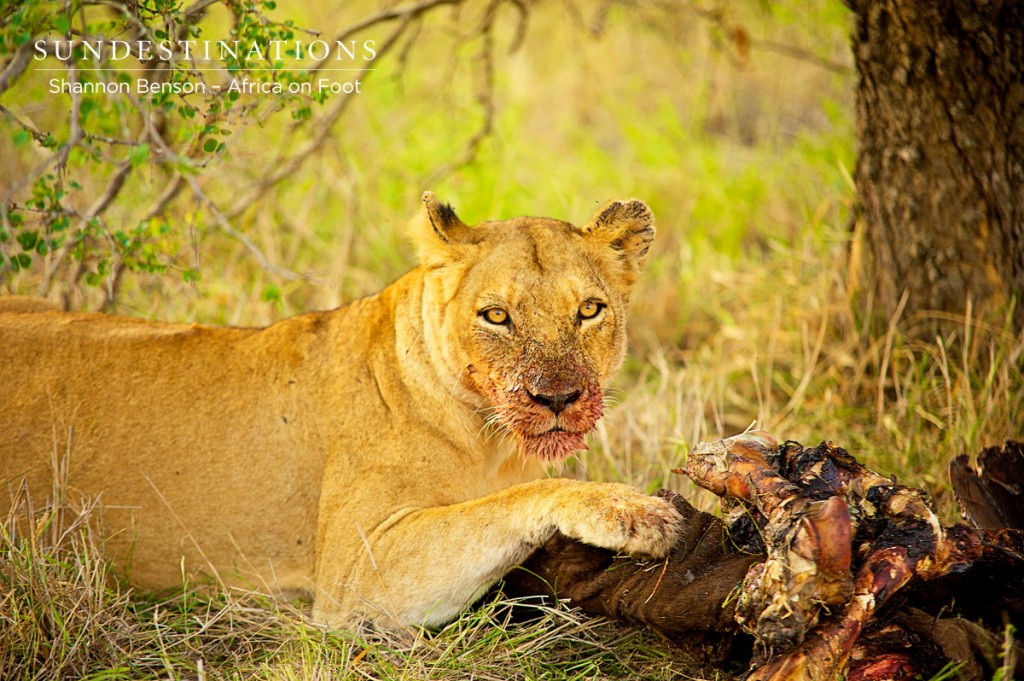 Lioness guards her kill