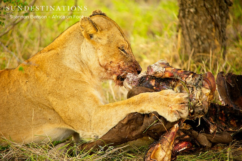 Ross pride lioness devouring a buffalo