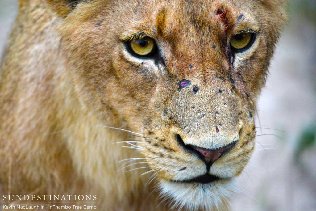Close up with a sub-adult Ross Pride lion