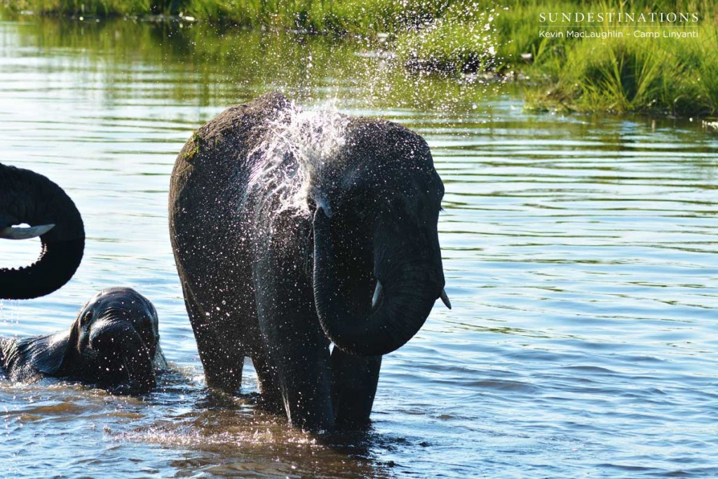 Elephants loving the water at Camp Linyanti