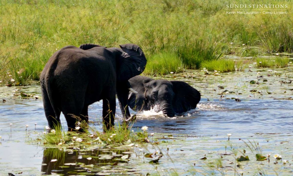 Two bull elephants play fight in the Linyanti swamps