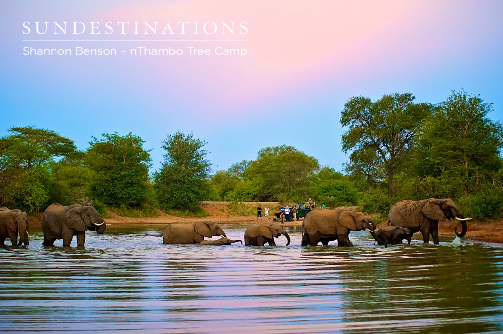 Watching a breeding herd of elephants cross the dam
