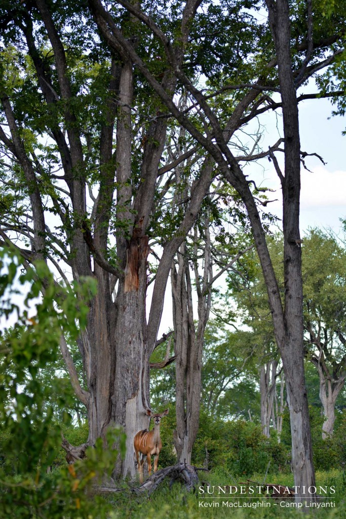 A kudu cow beneath Linyanti's tall trees