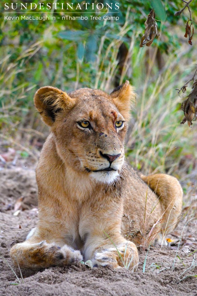 Ross Pride lion 