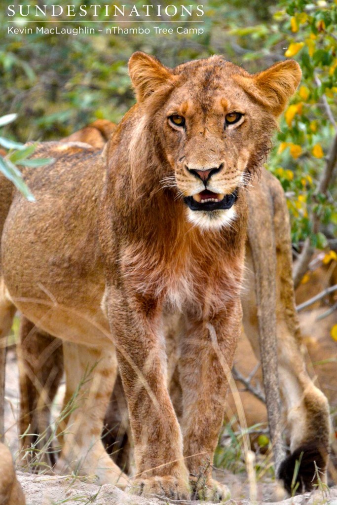 Young male of the Ross Pride at a warthog kill