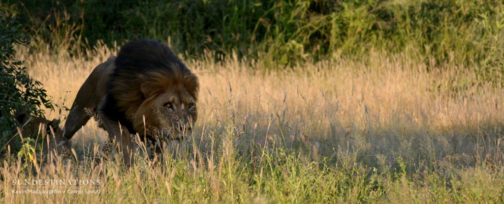 Savuti Male Lion