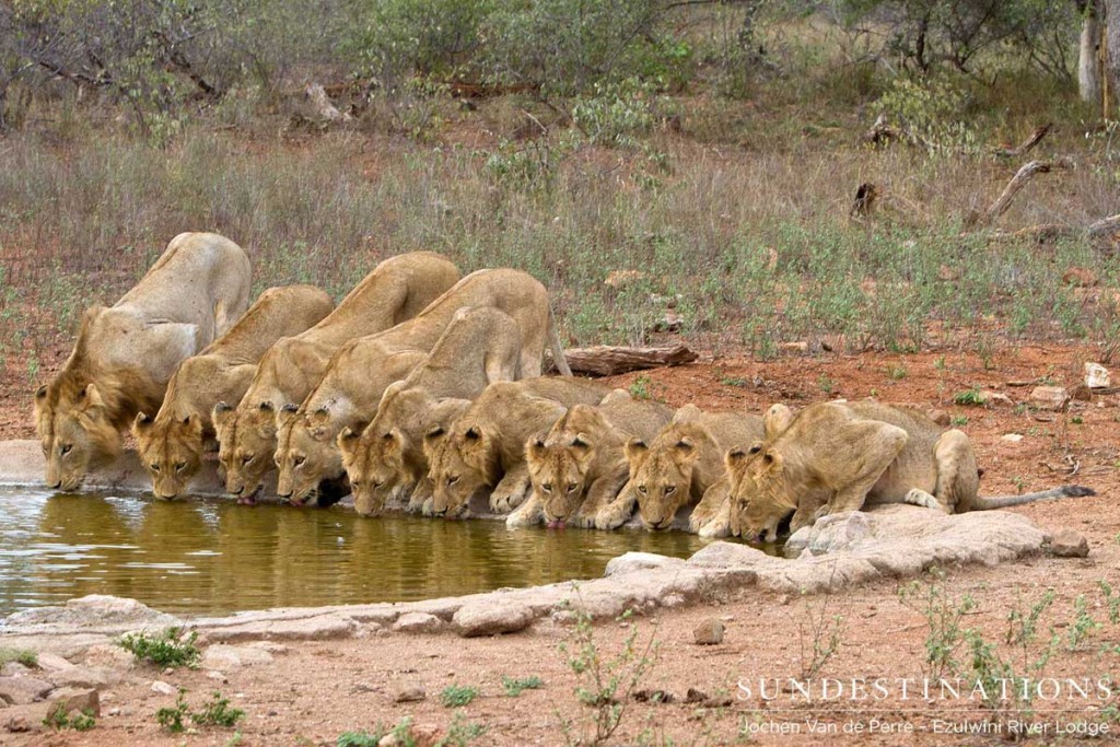 Most of the Olifants West split pride drinking at a waterhole