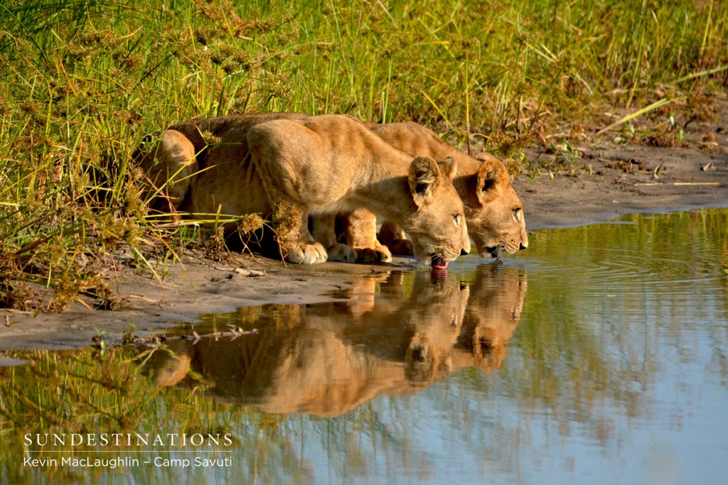 Two females at Camp Savuti drinking from the waterhole