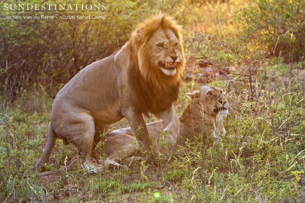 nDzuti Mating Lions - River Pride
