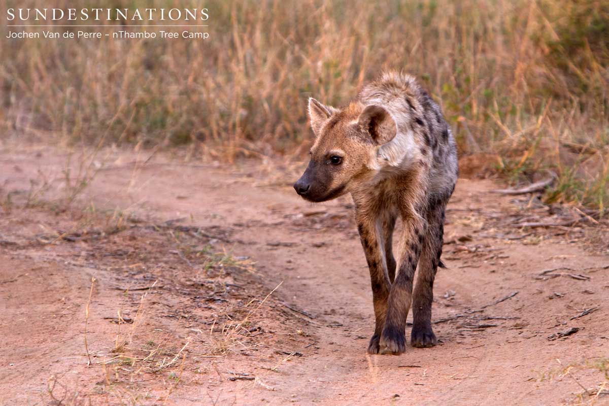Spotted Hyena: Scavenger or Super Predator?