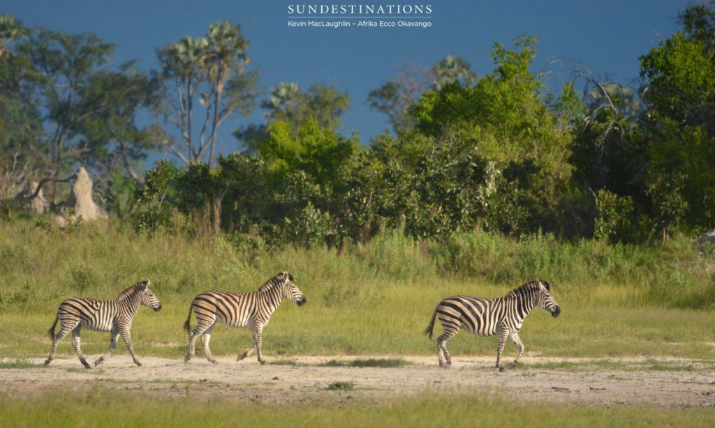 3 Zebras walking a Delta landscape