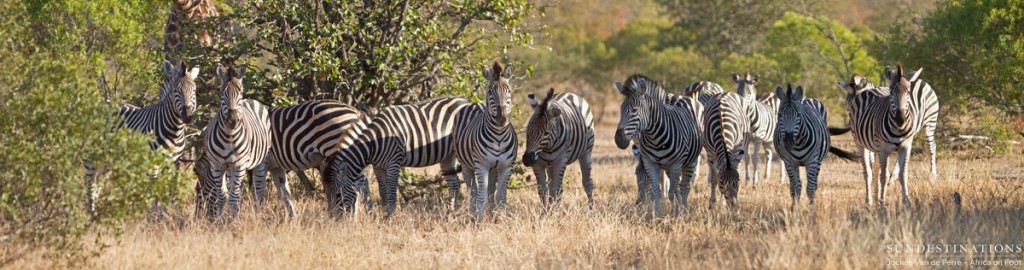 Zebra herd