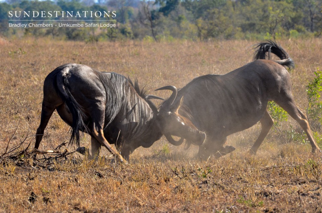 Wildebeest Fighting