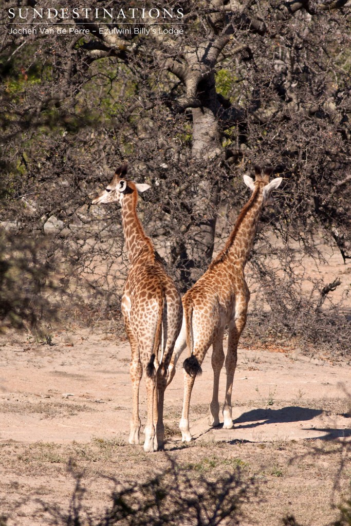 Twin Giraffe