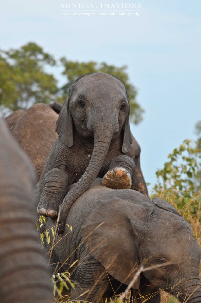 Baby elephant antics at Umkumbe