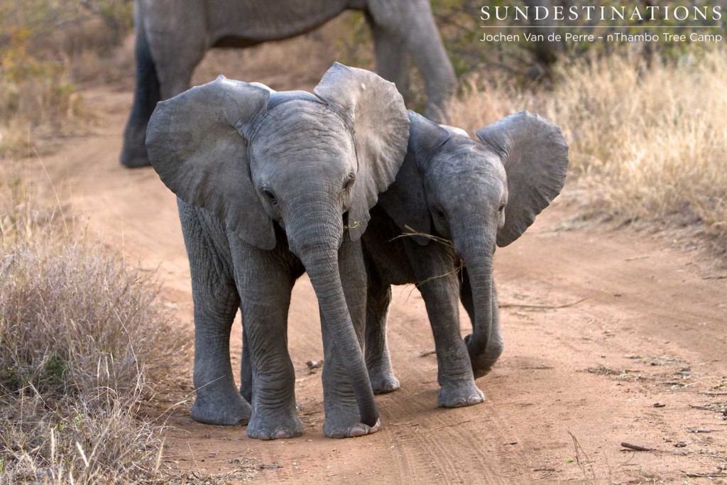Baby elephants in a breeding herd at nThambo