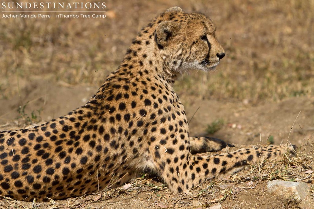 Cheetah lifting her head to check out something interesting