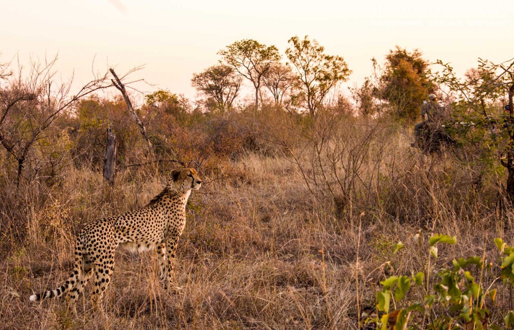 Lone male cheetah at Umkumbe