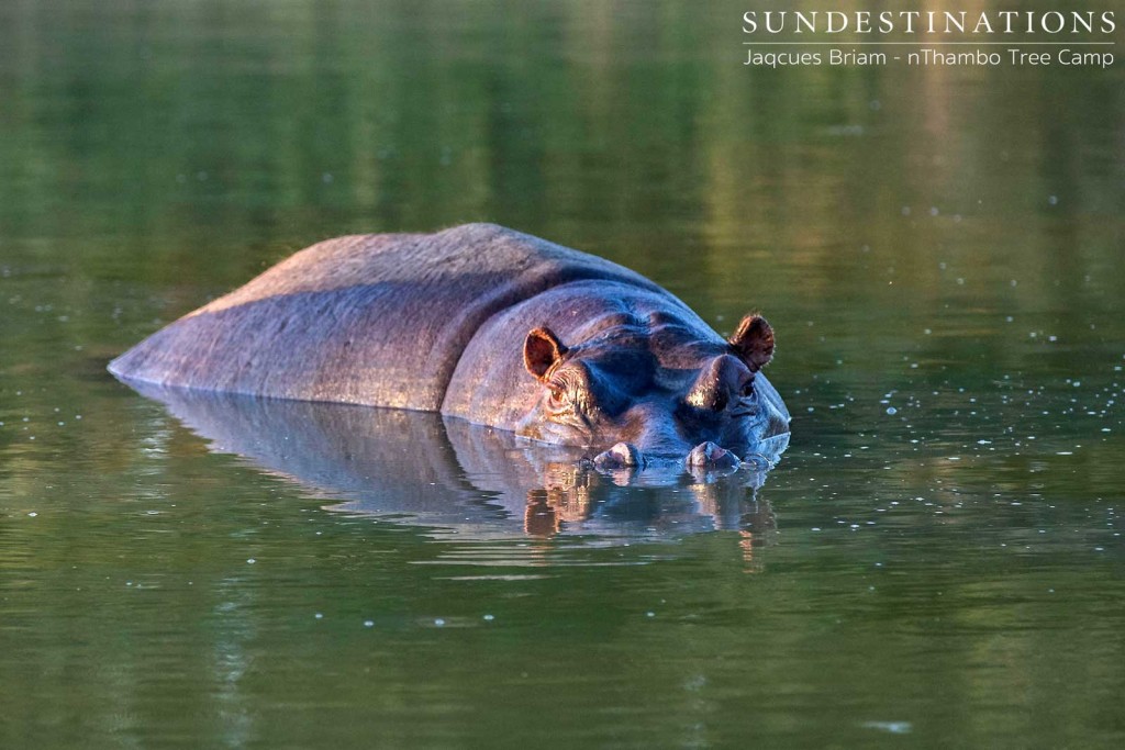 A hippo, half in half out. 