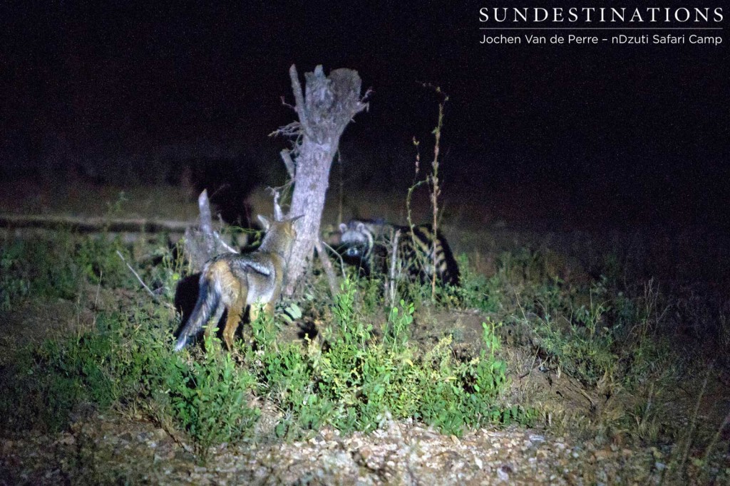 Side-striped jackal attempts to join the feast