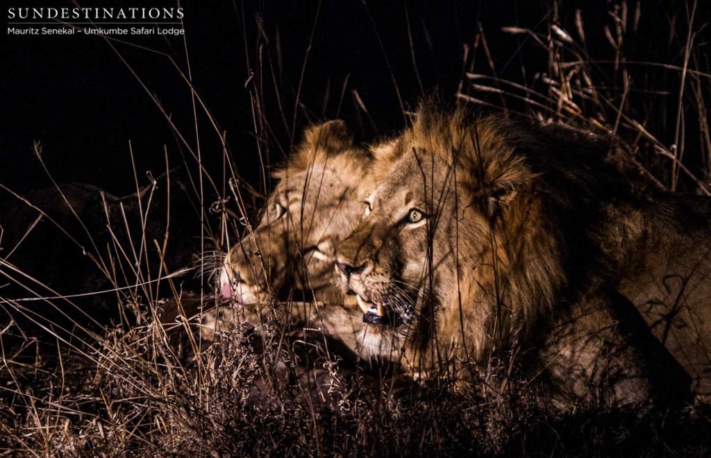 Unknown Kruger lions on baby buffalo kill