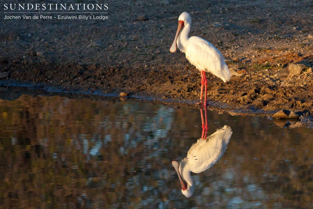 African spoonbill and reflection
