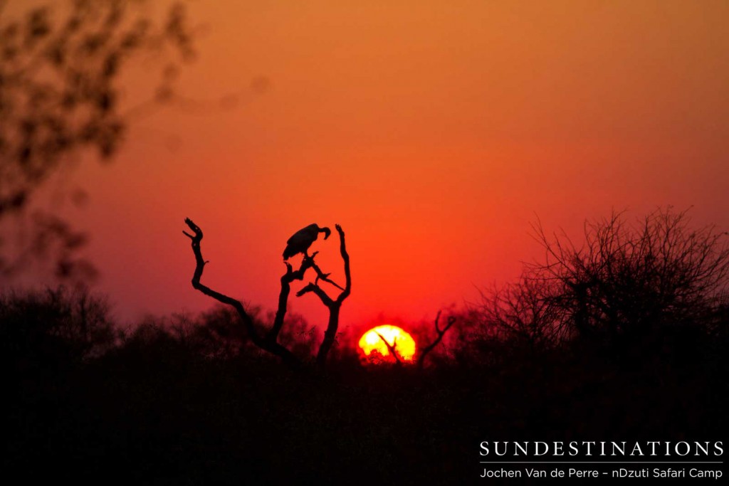Vulture silhouette at sunset