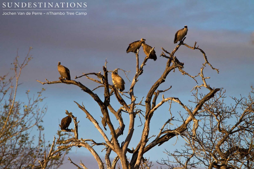 White-backed vultures lurking above a kill