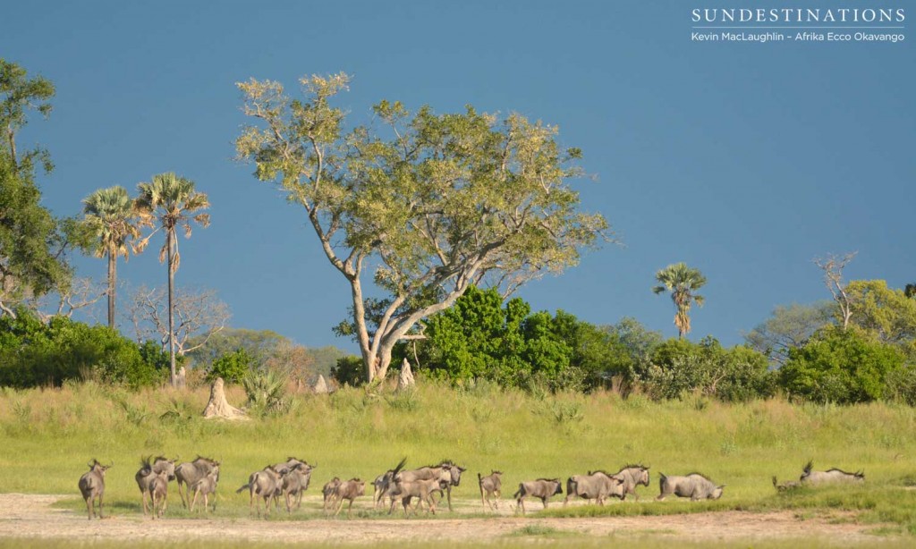 Afrika Ecco Safaris cruising the Delta with wildebeest