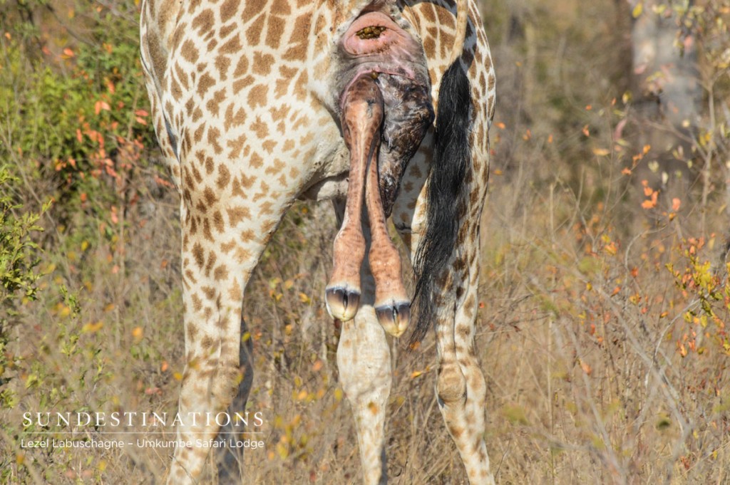 Giraffe birth
