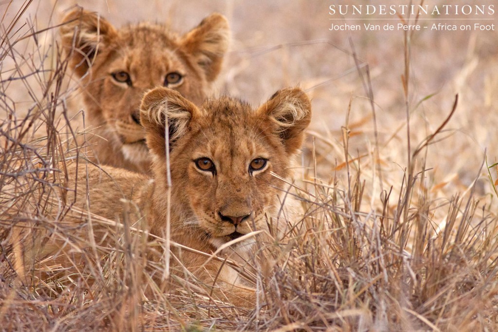 2 Lion cubs