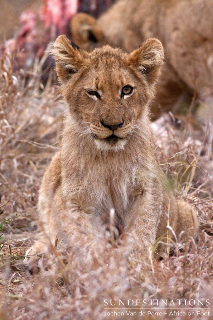 Lion Cub Winks