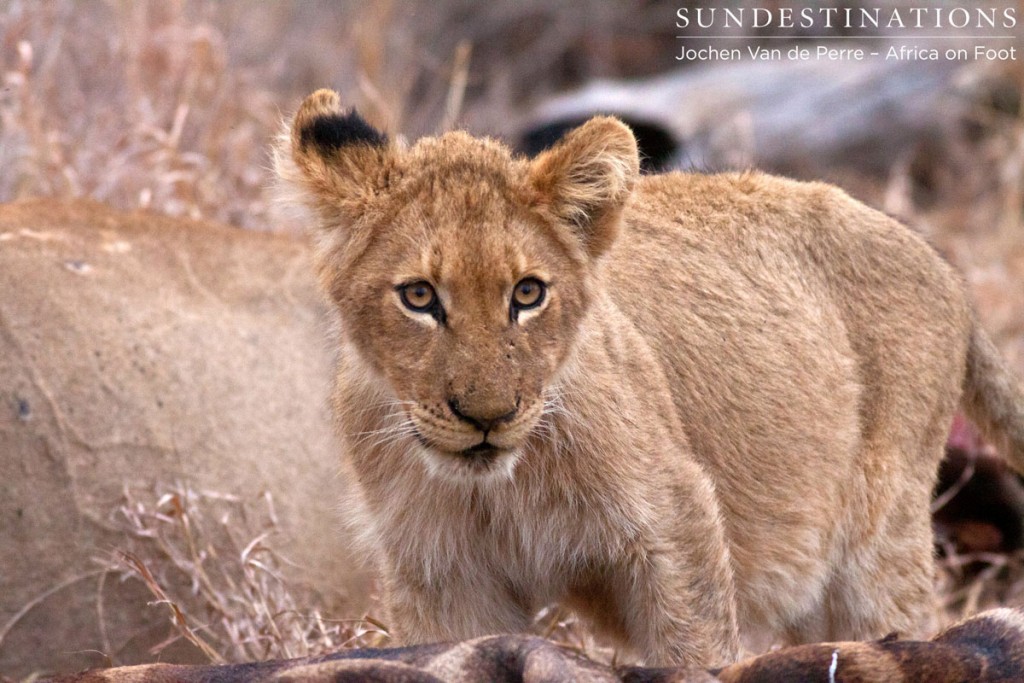 Lion Cubs - Klaserie