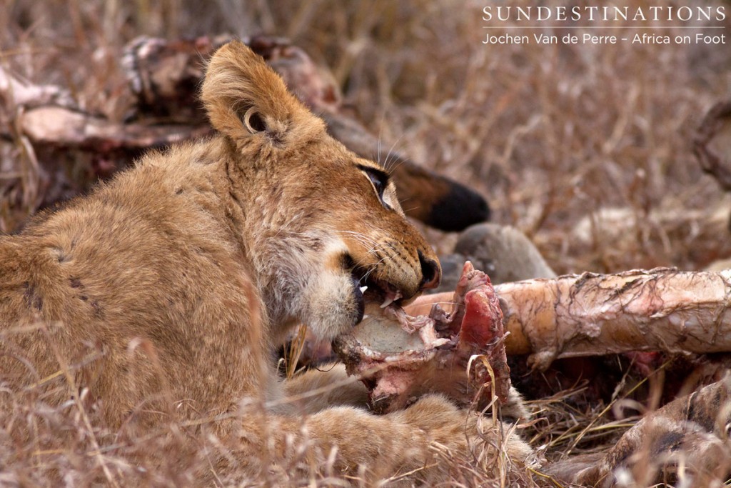 Lion Cub Eating