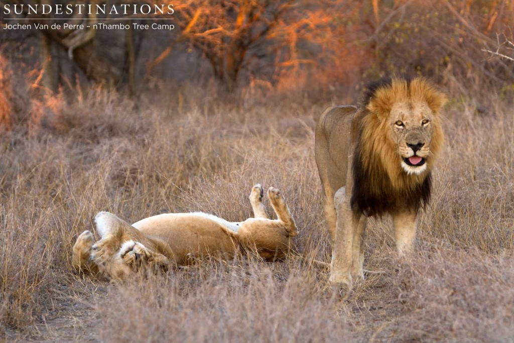 Trilogy rises after mating with Ross lioness