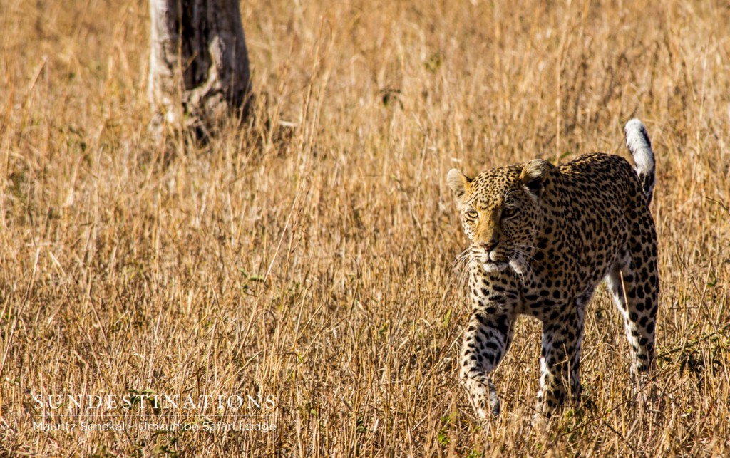 Female Leopard