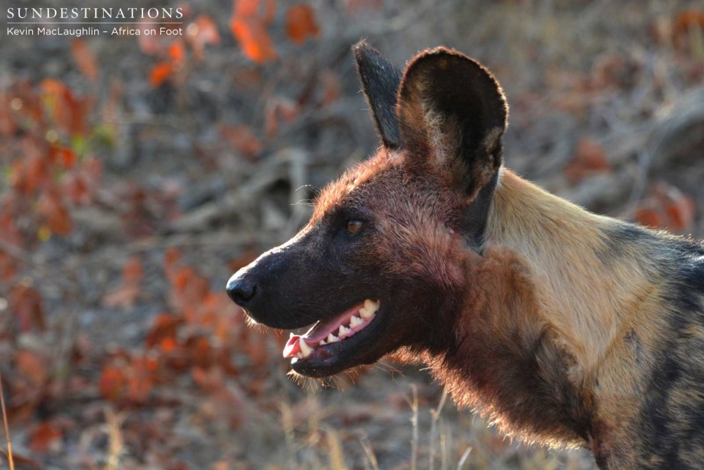 Wild dog back from a hunt