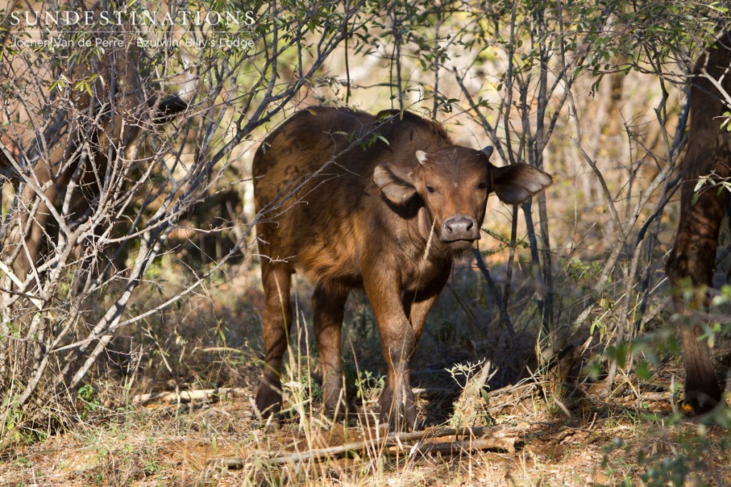 Cape Buffalo Calf