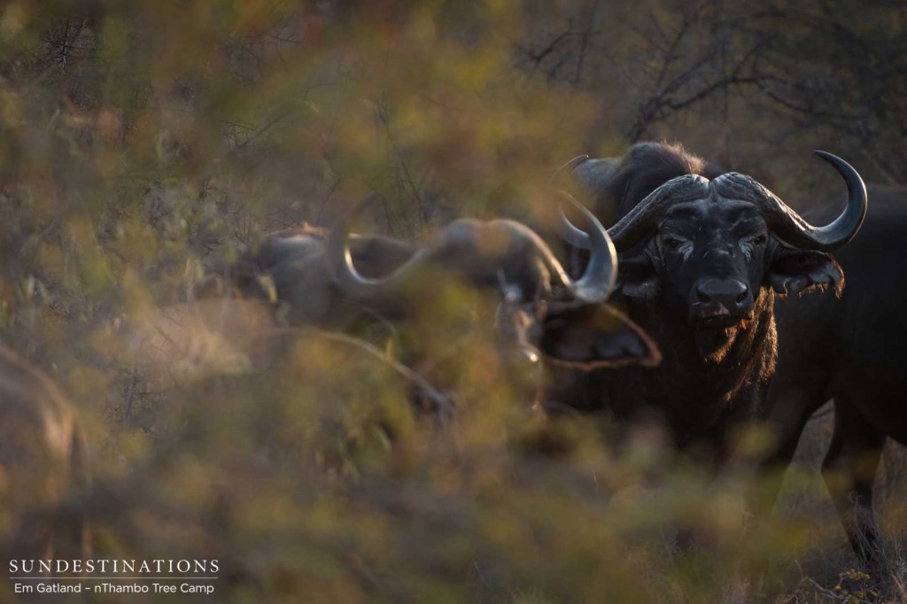 Buffalo through the bush
