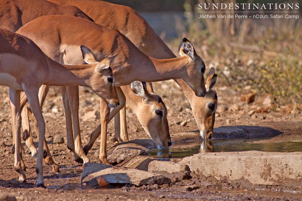 Impala herd at the waterhole