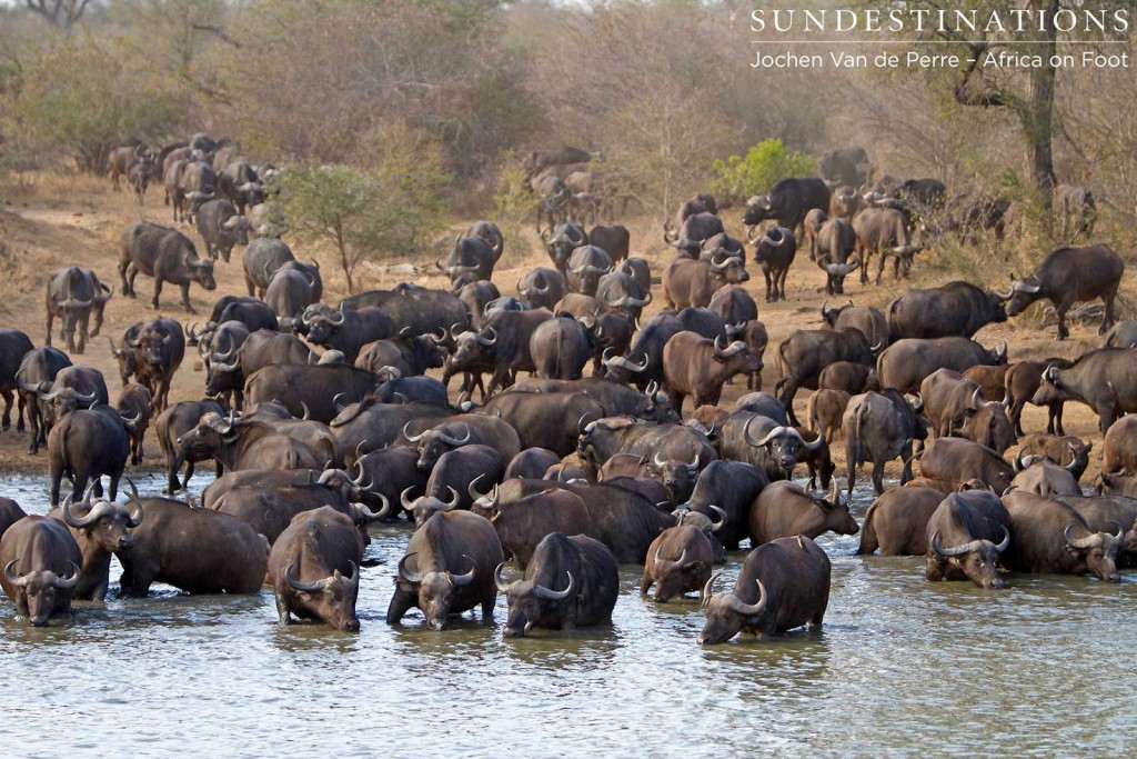 Only a portion of the huge herd surrounding the damOnly a portion of the huge herd surrounding the dam
