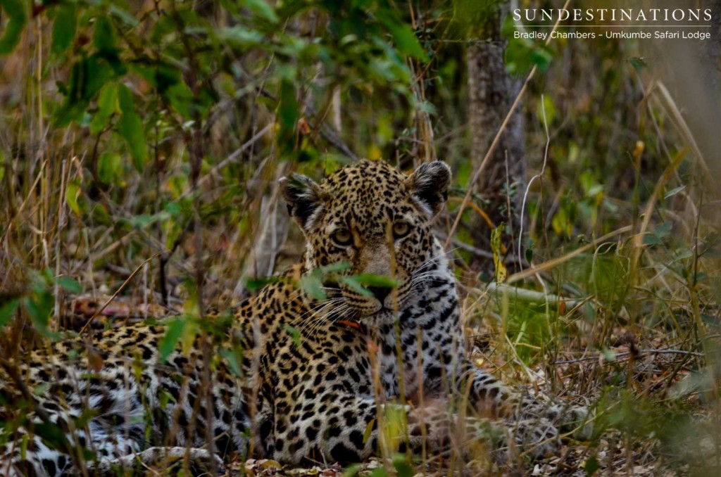 Notten's female leopard