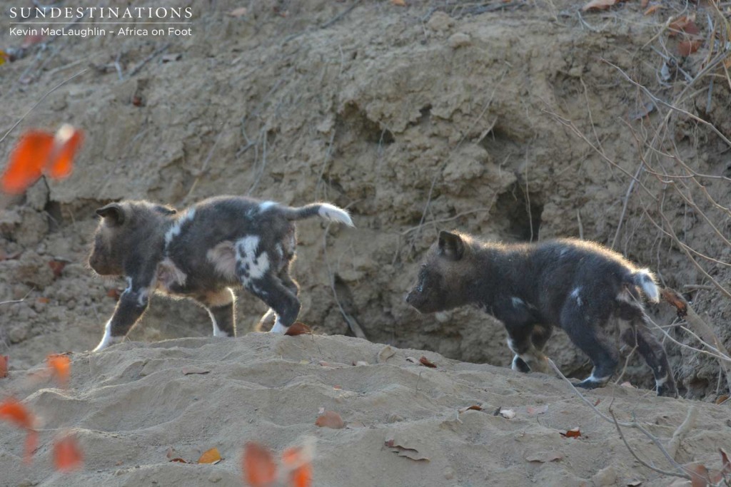Pups chasing each other